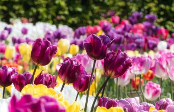 Unique Flowers that Gives Unequivocal Energy