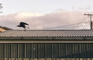 What are most commercial roofs made of?
