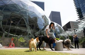 Pet-Friendly Workplaces in Australia